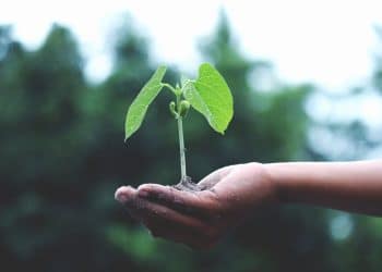 Día de la Tierra, plantar árboles