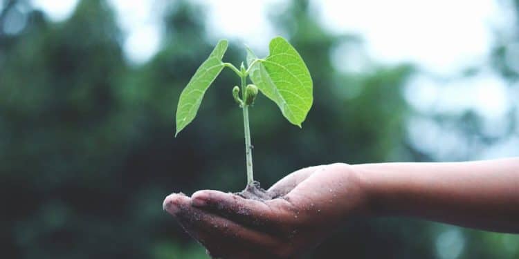 Día de la Tierra, plantar árboles