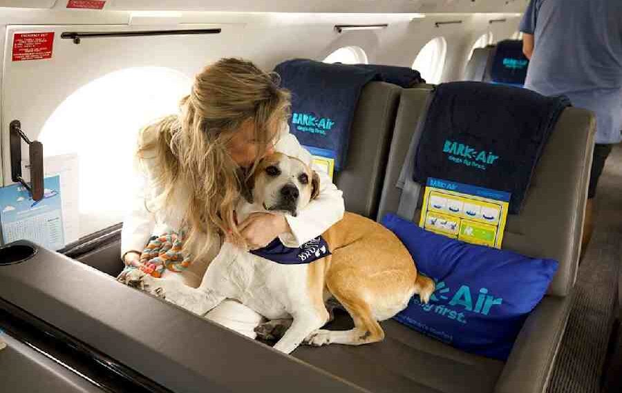 Bark Air: La aerolínea que mima a tu peludo amigo en las alturas
