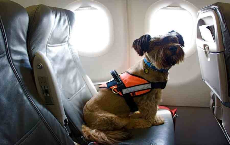Bark: Volando Alto con una Aerolínea para Perros