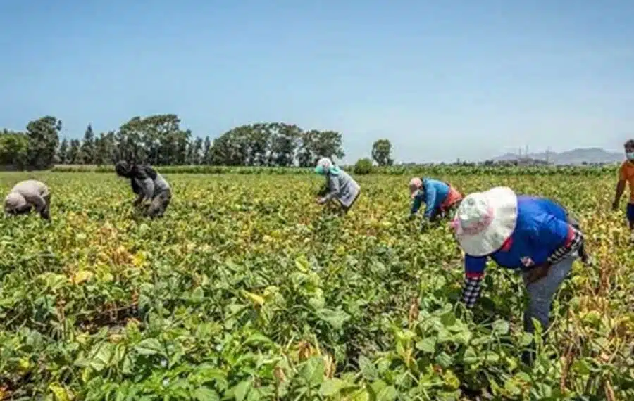 Producción agrícola cultivos transgénicos Perú
