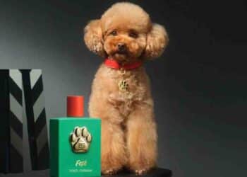 Fefé: El Perfume de Lujo para Perros que Divide Opiniones