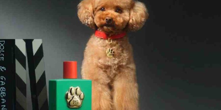 Fefé: El Perfume de Lujo para Perros que Divide Opiniones