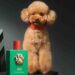 Fefé: El Perfume de Lujo para Perros que Divide Opiniones