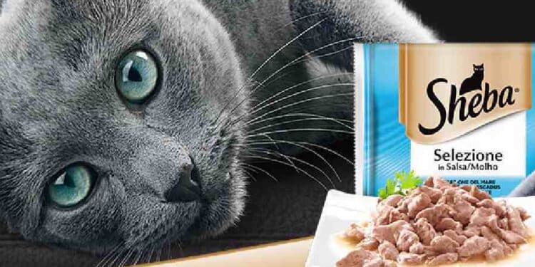 Sheba Presenta: ¡El Regalo Perfecto para Tu Gato!