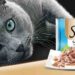 Sheba Presenta: ¡El Regalo Perfecto para Tu Gato!