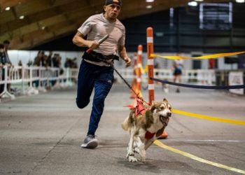 El campeonato canicross por relevos vuelve a Expopet 2024