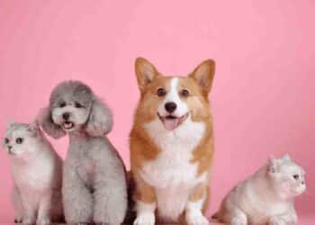 El Auge del Amor por las Mascotas en Perú