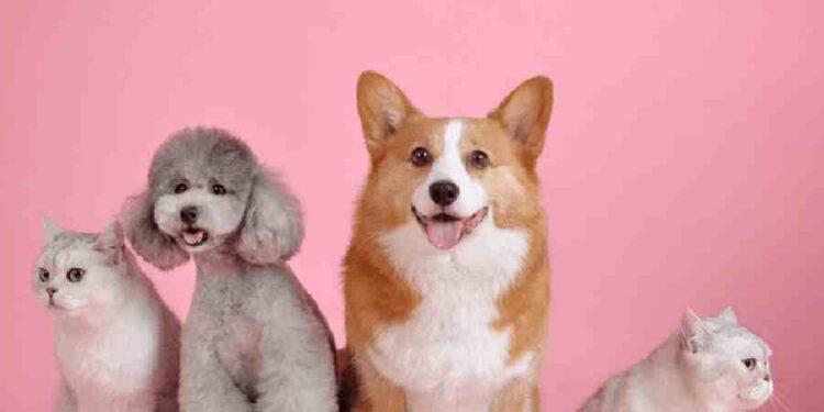 El Auge del Amor por las Mascotas en Perú