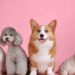 El Auge del Amor por las Mascotas en Perú