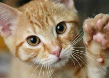 El Boom Felino: Petfood en España Casi Alcanza los 2.000 Millones