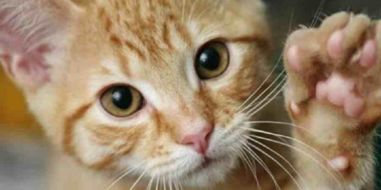 El Boom Felino: Petfood en España Casi Alcanza los 2.000 Millones