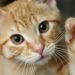 El Boom Felino: Petfood en España Casi Alcanza los 2.000 Millones