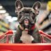 Impulso del Mercado de Mascotas en Centroamérica