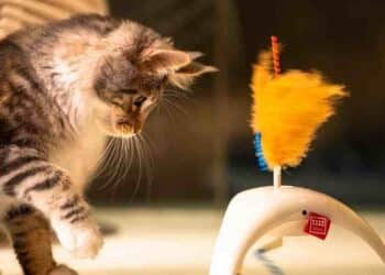 Juguetes para Gatos: Sostenibilidad en Cada Juego