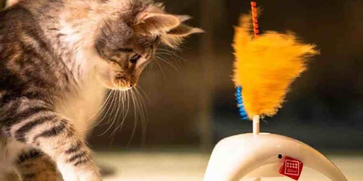 Juguetes para Gatos: Sostenibilidad en Cada Juego