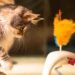 Juguetes para Gatos: Sostenibilidad en Cada Juego