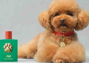 Lujo Canino: El Perfume Fefé de Dolce & Gabbana