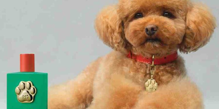 Lujo Canino: El Perfume Fefé de Dolce & Gabbana