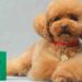 Lujo Canino: El Perfume Fefé de Dolce & Gabbana