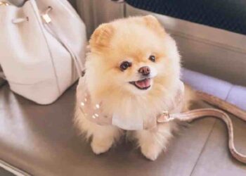 Lujo y estilo: la nueva era para mascotas