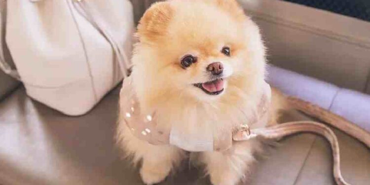 Lujo y estilo: la nueva era para mascotas