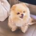Lujo y estilo: la nueva era para mascotas