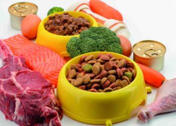 Normativas Esenciales: Clave para el Éxito en Alimentos para Mascotas