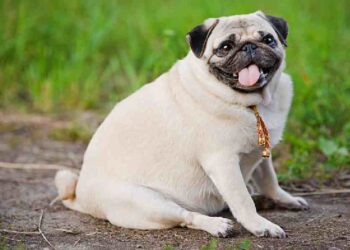 Probióticos: La Nueva Solución para la Obesidad Canina