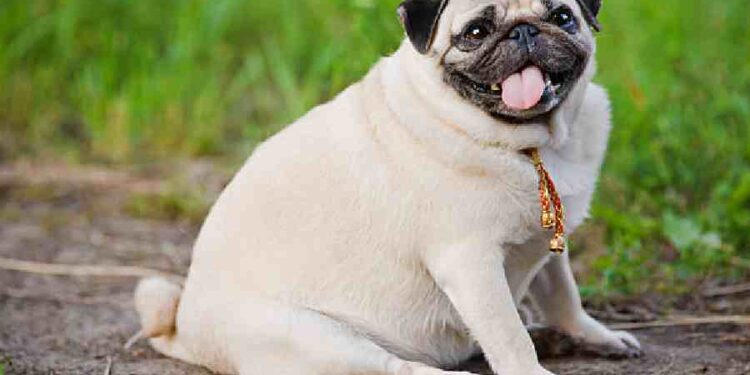 Probióticos: La Nueva Solución para la Obesidad Canina