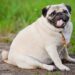 Probióticos: La Nueva Solución para la Obesidad Canina