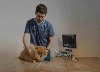 Revolución en el Cuidado de Mascotas: Innovación y Bienestar