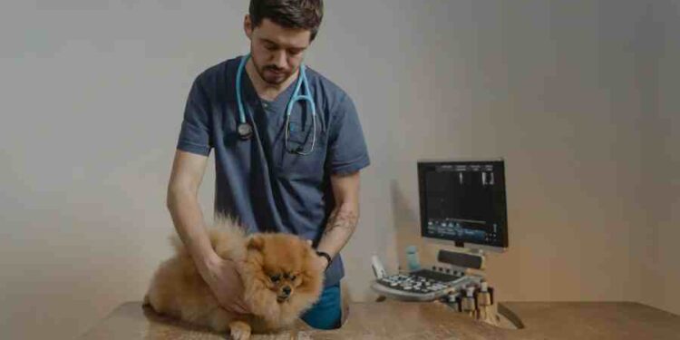 Revolución en el Cuidado de Mascotas: Innovación y Bienestar
