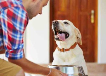 Triunfa en Alimentos para Mascotas