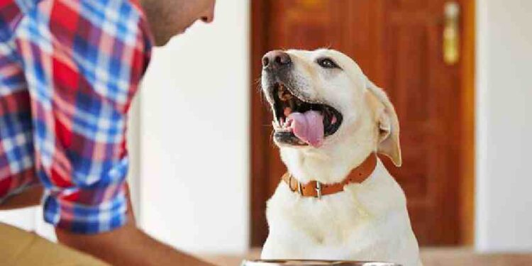 Triunfa en Alimentos para Mascotas