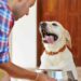 Triunfa en Alimentos para Mascotas