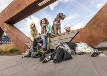 Viaja Seguro: Claves para Tu Mascota