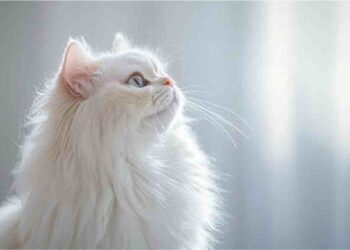 Adiós, olores desagradables: Descubre la arena para gatos definitiva