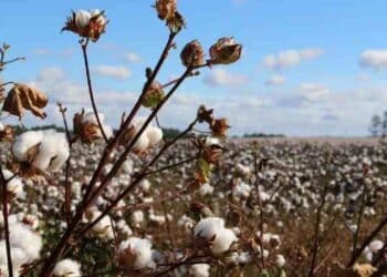 Better Cotton: Crecimiento en Producción, Crisis en Confianza