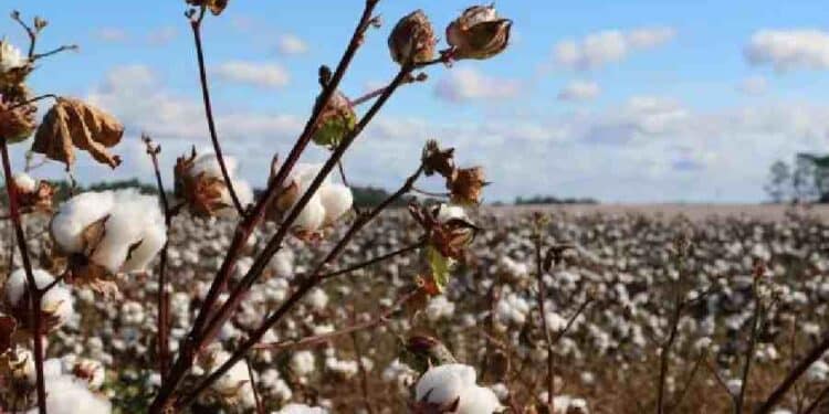 Better Cotton: Crecimiento en Producción, Crisis en Confianza