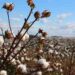Better Cotton: Crecimiento en Producción, Crisis en Confianza