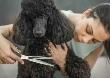Bubbly Paws: Revolucionando el Cuidado de Mascotas
