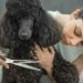 Bubbly Paws: Revolucionando el Cuidado de Mascotas