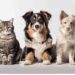 Calidad y compromiso en productos para mascotas