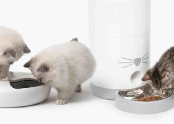 Catit: 25 Años Innovando el Bienestar Felino