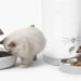 Catit: 25 Años Innovando el Bienestar Felino
