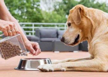 Cuidado Premium para Mascotas: Una Nueva Era en la India