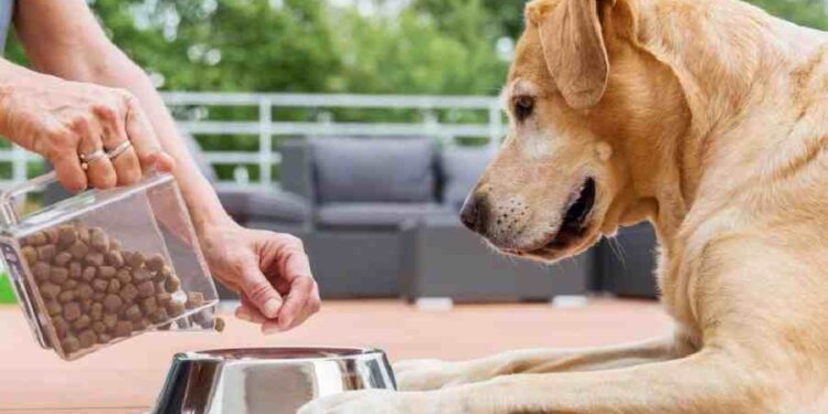 Cuidado Premium para Mascotas: Una Nueva Era en la India