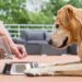 Cuidado Premium para Mascotas: Una Nueva Era en la India