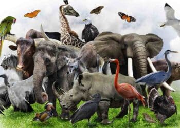 Día mundial de los animales: ¡Protege a nuestros hermanos menores!